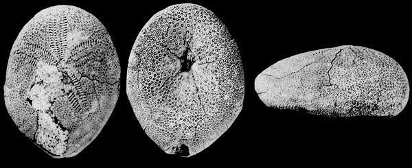 Представитель Семейства Neolampadidae